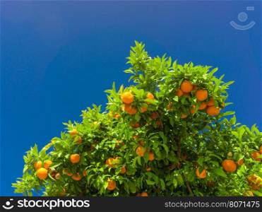Orange tree. oranges hanging on branch, orange orchard