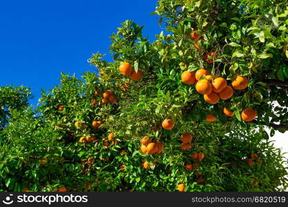 Orange tree. ripe tangerines growing on a tree