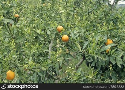 Orange tree with fruit