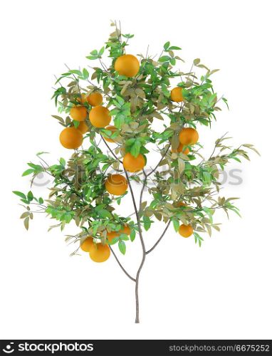 orange tree with oranges isolated on white background. 3d illustration. orange tree with oranges isolated on white background. 3d illust