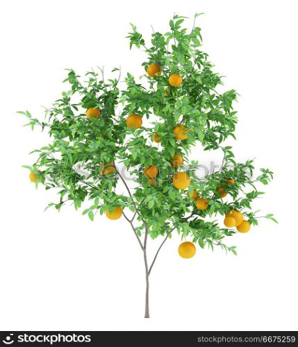 orange tree with oranges isolated on white background. 3d illustration. orange tree with oranges isolated on white background. 3d illust