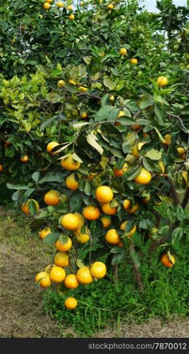 Orange tree with ripe fruits in sunlight. Orange tree with ripe fruits