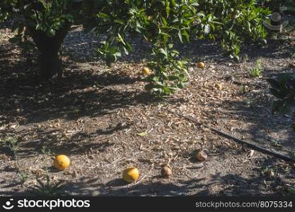 Orange trees in plantation. Agriculture trees