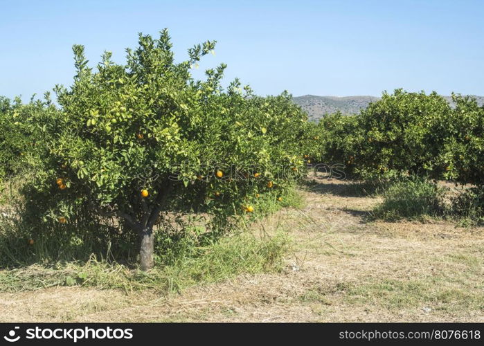 Orange trees in plantation. Agriculture trees