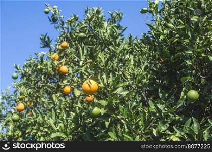 Orange trees in plantation. Agriculture trees
