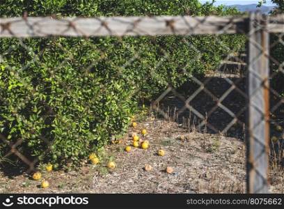 Orange trees in plantation. Agriculture trees. Greece