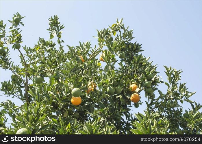 Orange trees in plantation. Agriculture trees. Greece