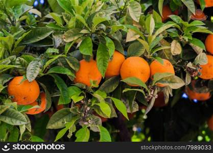 Orange trees in the garden. fresh orange on plant, orange tree