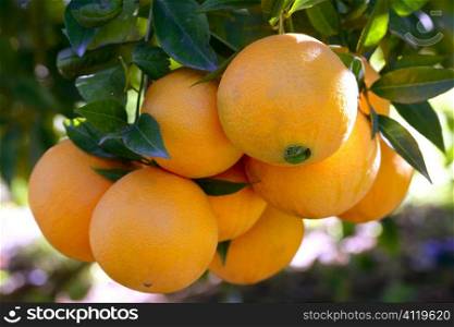 Orange trees with oranges