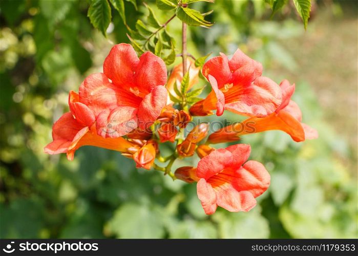 Orange trumpet vine flowers in a garden during summer