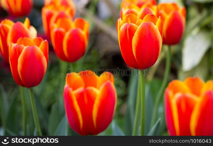 Orange tulip flower in the garden