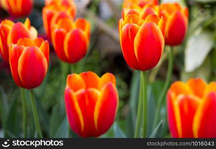 Orange tulip flower in the garden