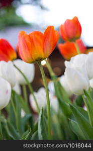 Orange tulip flower in the garden