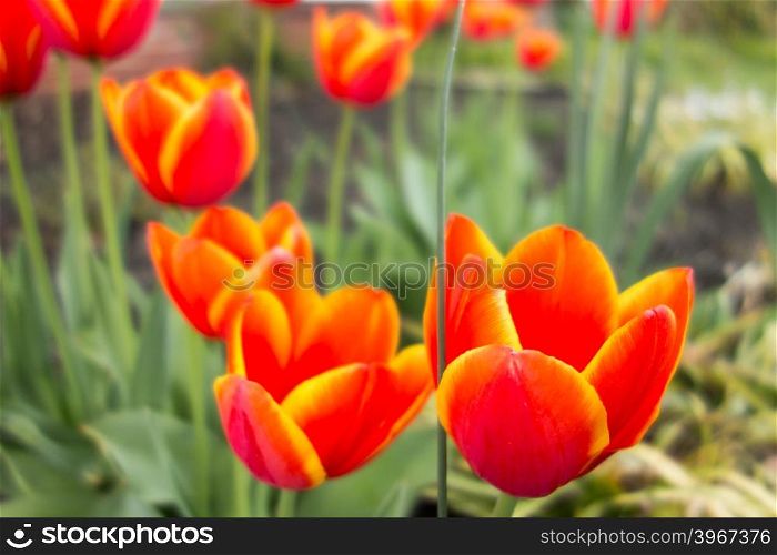 orange tulip flowers in spring garden