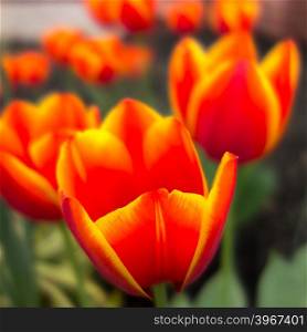 orange tulip flowers in spring garden