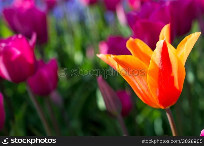 Orange tulip in nature in spring. Fresh tulip of orange color in nature in spring time