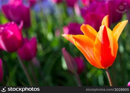 Orange tulip in nature in spring. Fresh tulip of orange color in nature in spring time