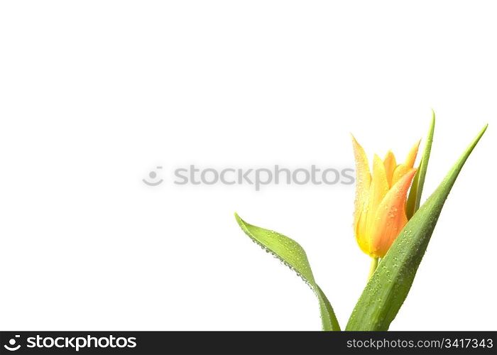 Orange Tulip isolated on white.