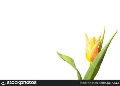 Orange Tulip isolated on white.