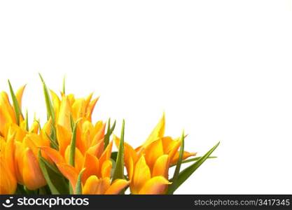 Orange Tulips isolated on white.