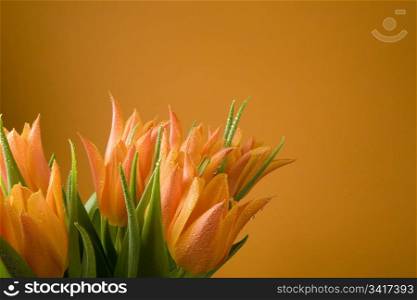 Orange tulips on orange background