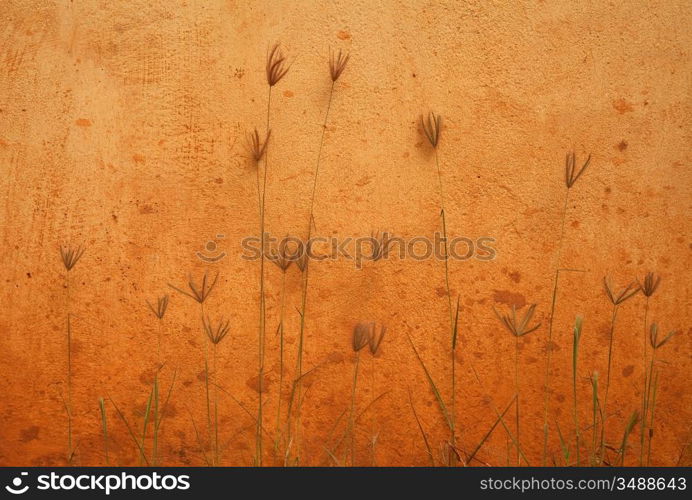 orange wall and plants beautiful background photo