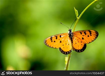 Orange-yellow butterfly is hanging on the flowers against a green background.