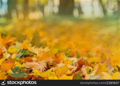 Orange, yellow red maple leaves autumn background. Autumn colorful acer leaves. 