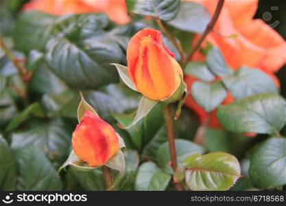 Orange yellow rose buds, different colors in one flower