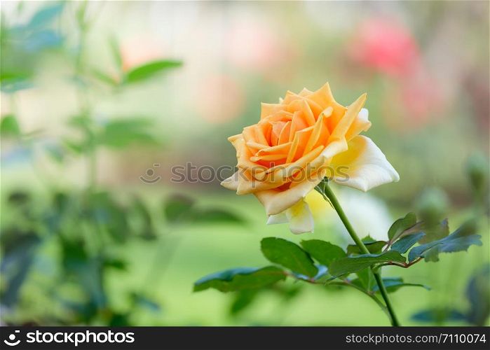 Orange yellow roses in the garden, Chiang mai Thailand.