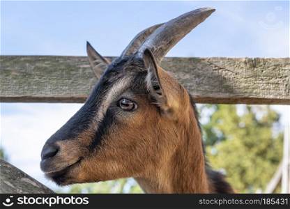 Orange young goat with black stripes and horns, expressive eyes, portrait, profile picture, with its head between the wooden planks of a fence.
