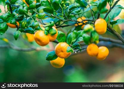 Oranges branch with green leaves on tree