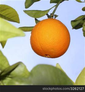 oranges fruit on a orange tree with sky