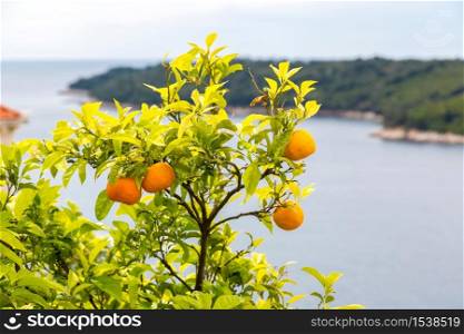 Oranges growing on a tree in a beautiful summer day, Croatia
