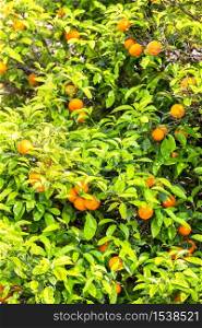 Oranges growing on a tree in a beautiful summer day, Croatia
