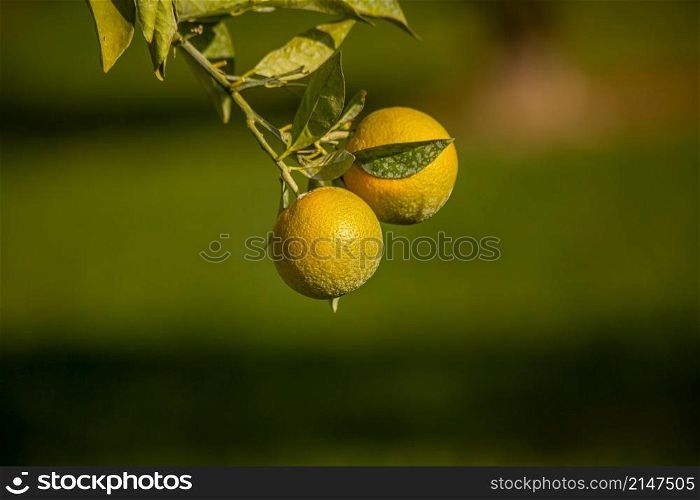 Oranges growing on the tree in Turkey