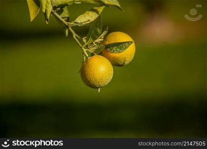 Oranges growing on the tree in Turkey