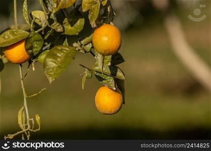 "Oranges growing on the tree in Turkey. "SELECT?VE FOCUS""