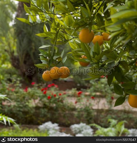 Oranges hanging from orange tree, Marrakesh, Morocco