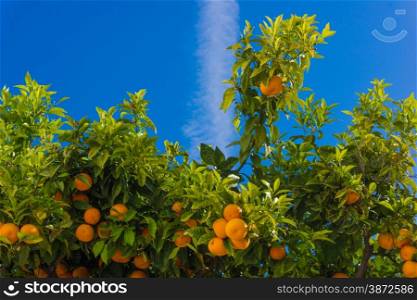 oranges hanging tree. mandarin oranges. Juicy oranges on the tree on blue sky background.