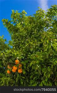 oranges hanging tree. mandarin oranges. Juicy oranges on the tree on blue sky background.