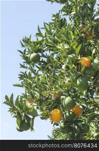 Oranges on a branch. Orange trees in plantation. Greece