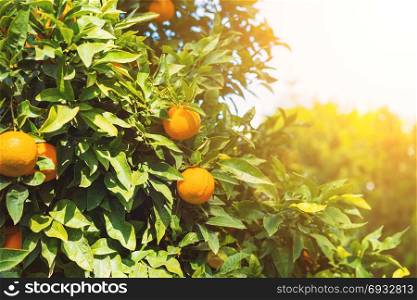 Oranges on citrus tree in the garden