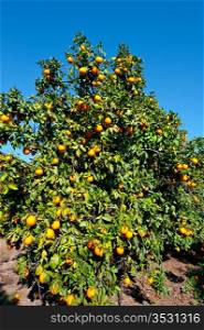 Oranges on the Tree ready for Harvests