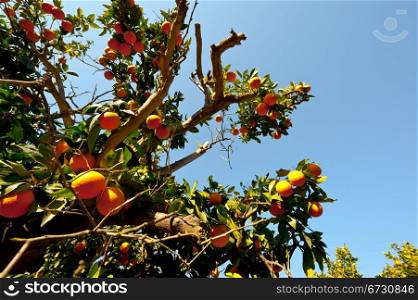 Oranges on the Tree Ready for Harvests
