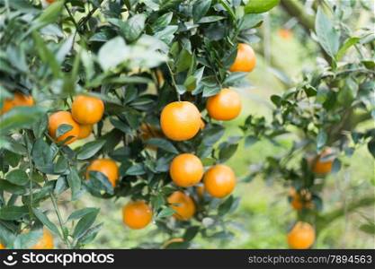 Oranges on trees at an orange farm