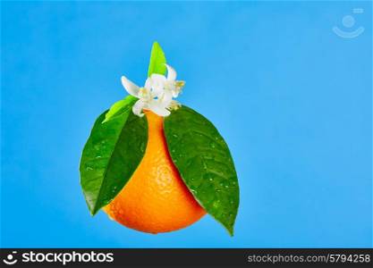 Oranges with orange blossom flowers in spring on blue background