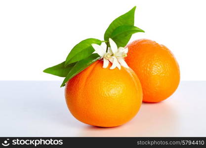 Oranges with orange blossom flowers in spring on white background