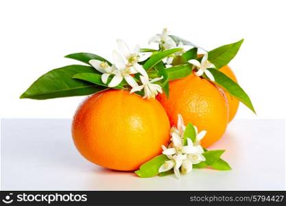 Oranges with orange blossom flowers in spring on white background