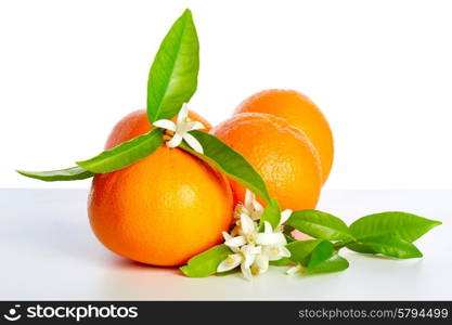 Oranges with orange blossom flowers in spring on white background